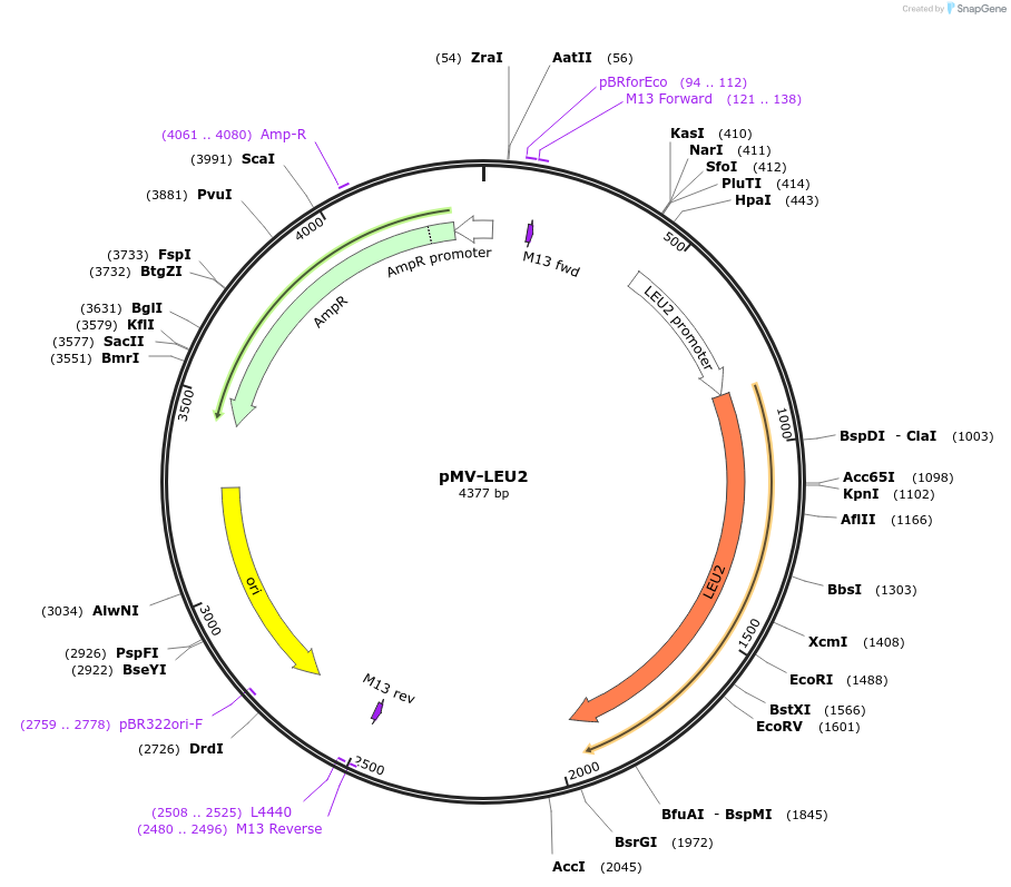 65334-plasmid-map-sequence-id-137235