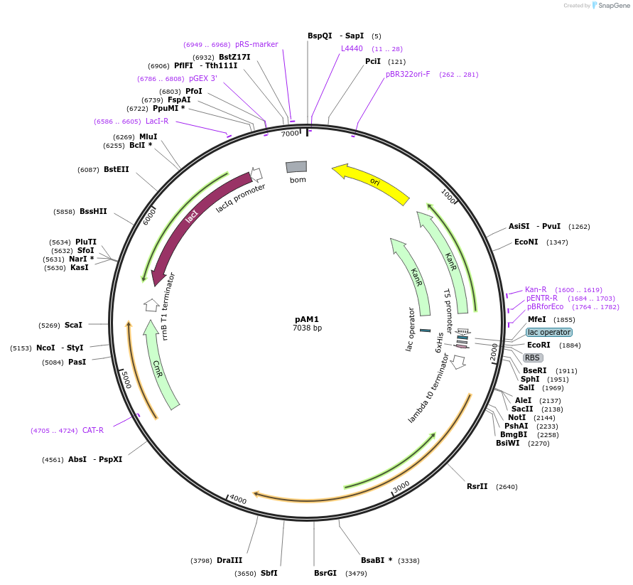 51401-plasmid-map-sequence-id-137236