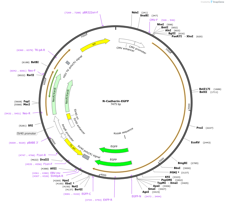 18870-plasmid-map-sequence-id-137237