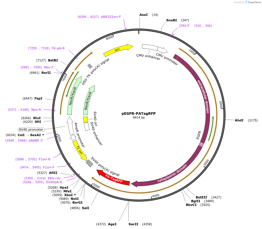 31950-plasmid-map-sequence-id-137238