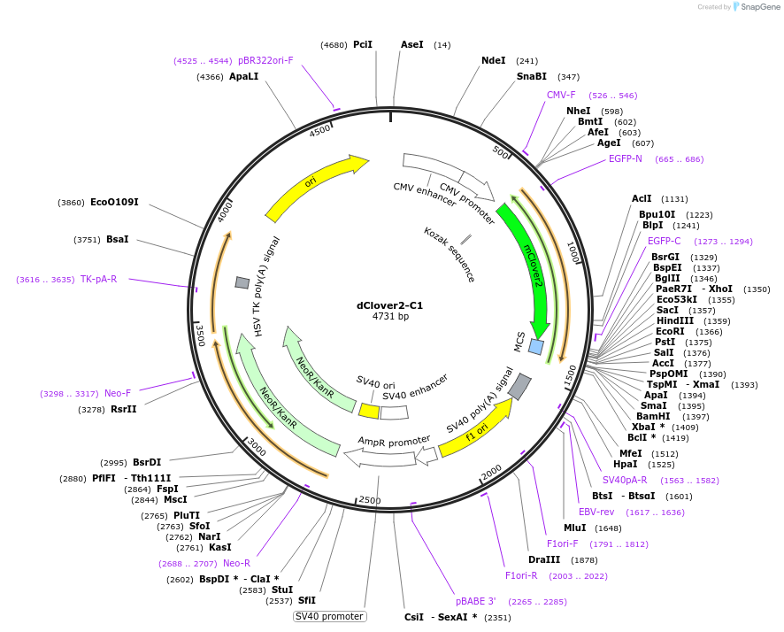 54577-plasmid-map-sequence-id-137239