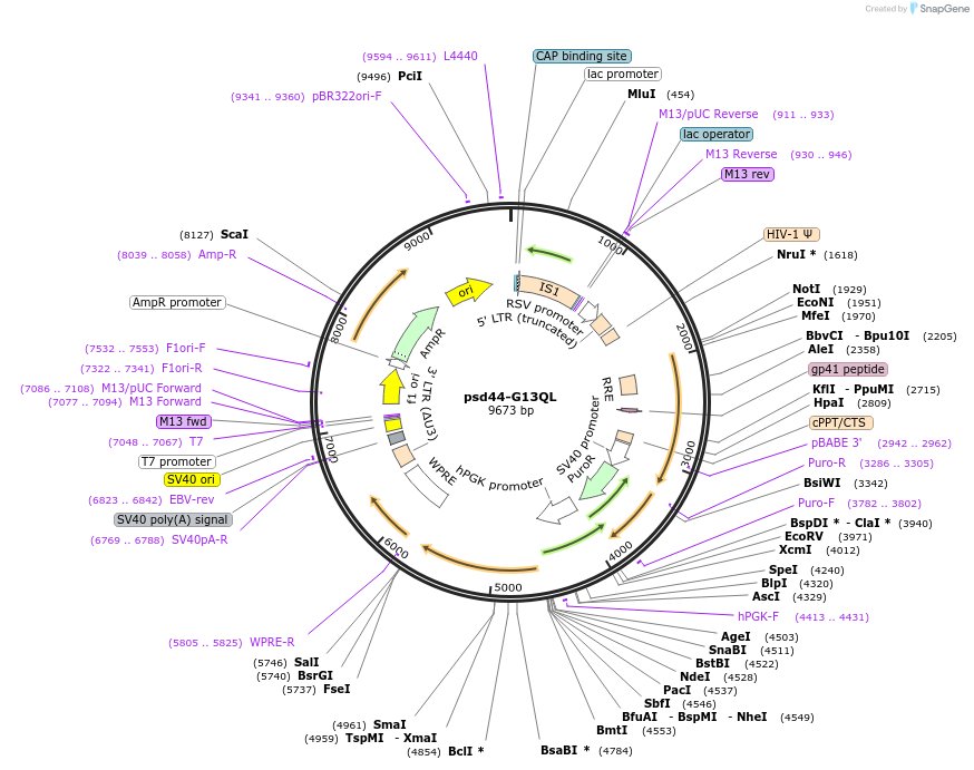46828-plasmid-map-sequence-id-137240