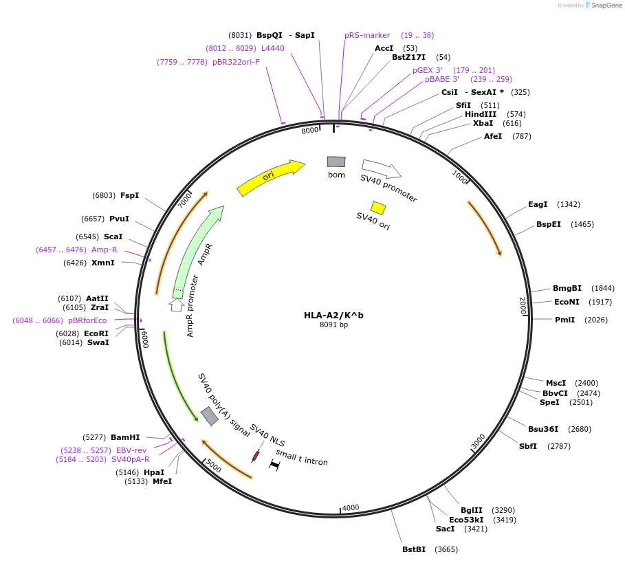 14906-plasmid-map-sequence-id-137241
