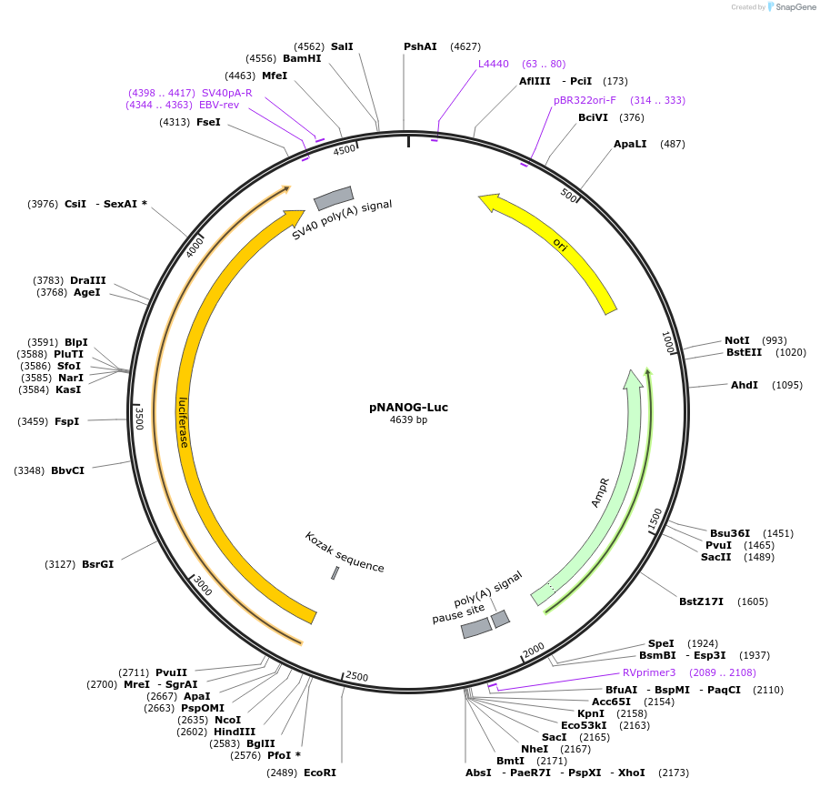 25900-plasmid-map-sequence-id-137243