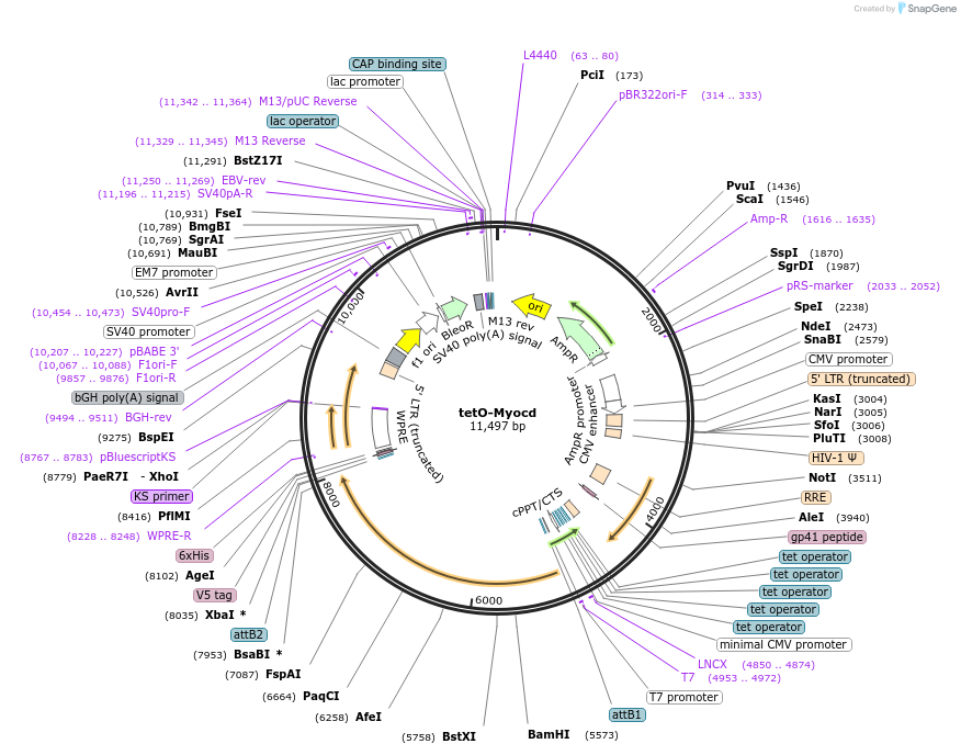 46033-plasmid-map-sequence-id-137248