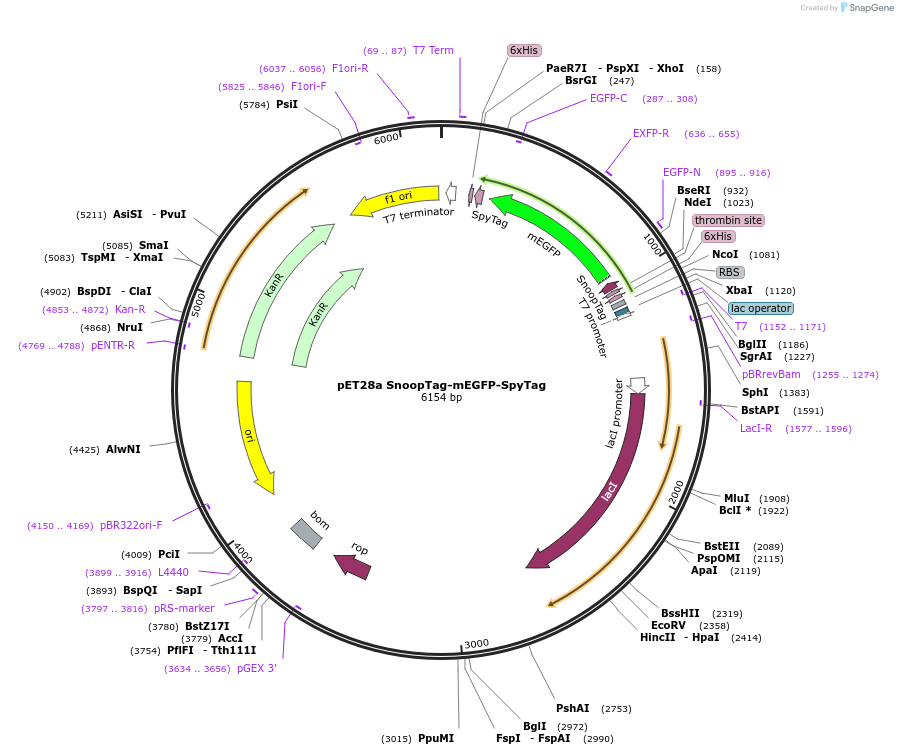 72325-plasmid-map-sequence-id-137259