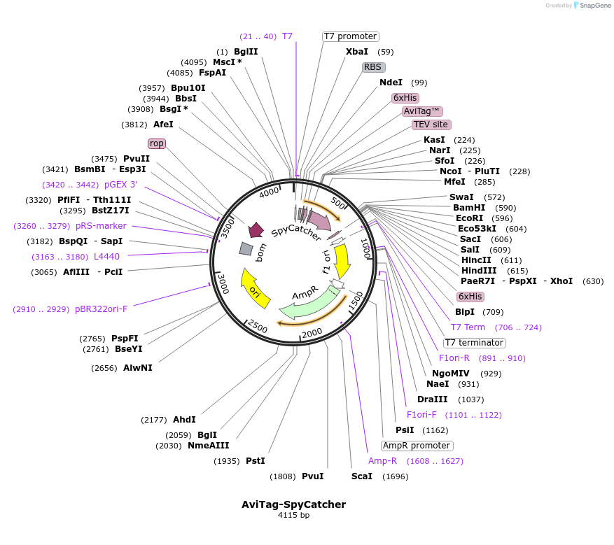72326-plasmid-map-sequence-id-137281