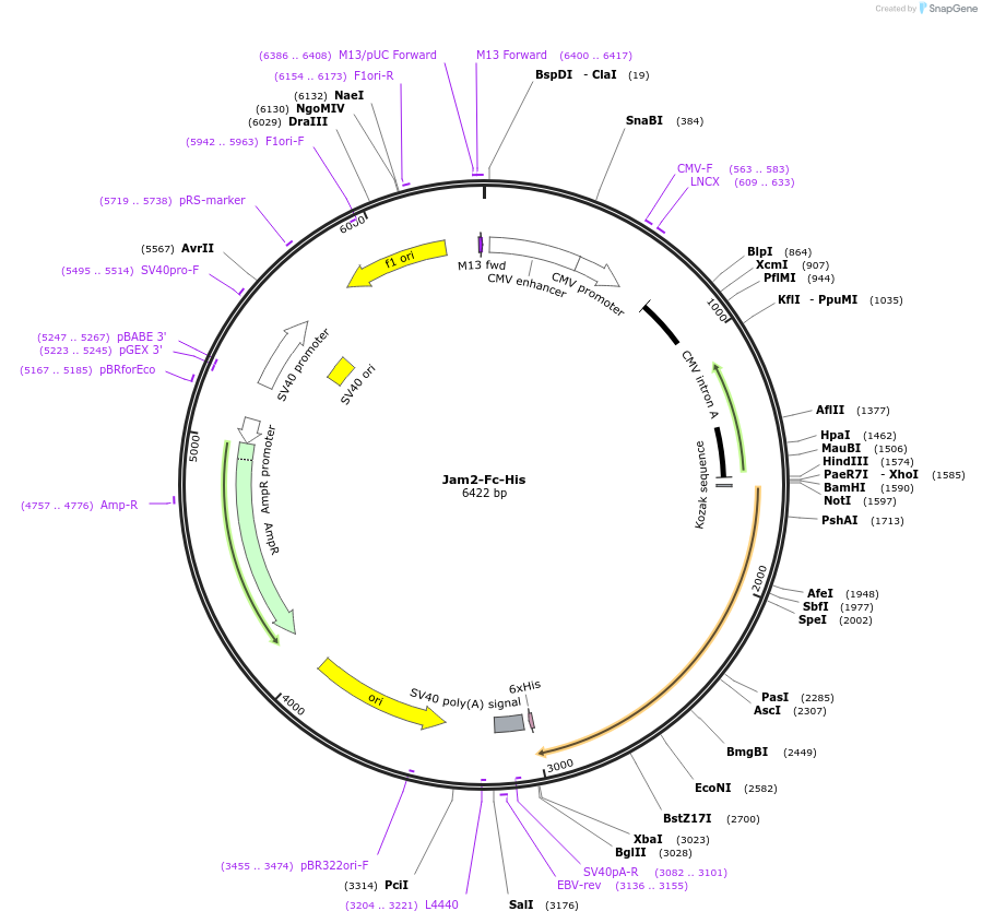 72079-plasmid-map-sequence-id-137292