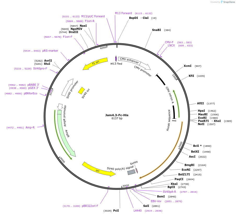 137305_map