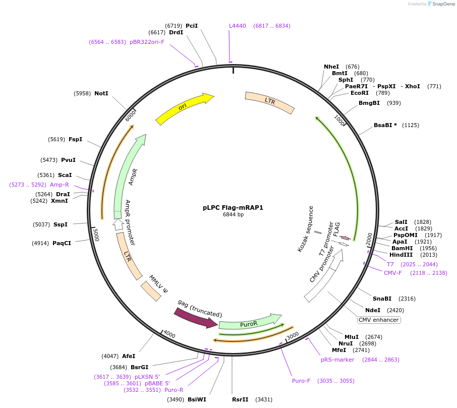137330_map