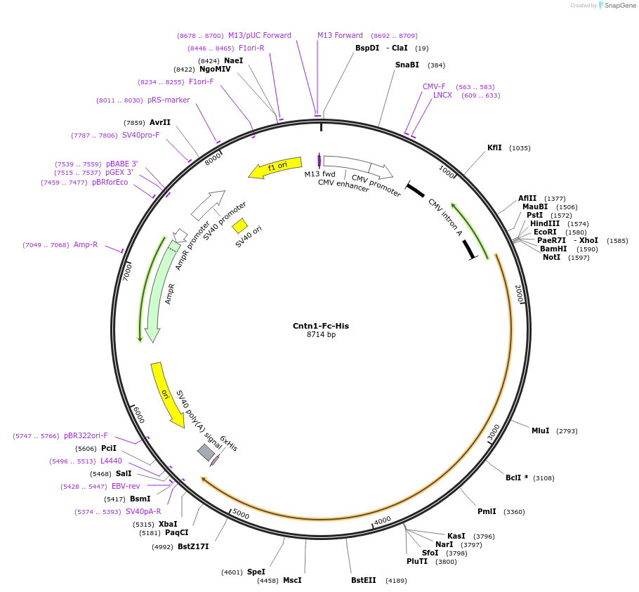 72065-plasmid-map-sequence-id-137378