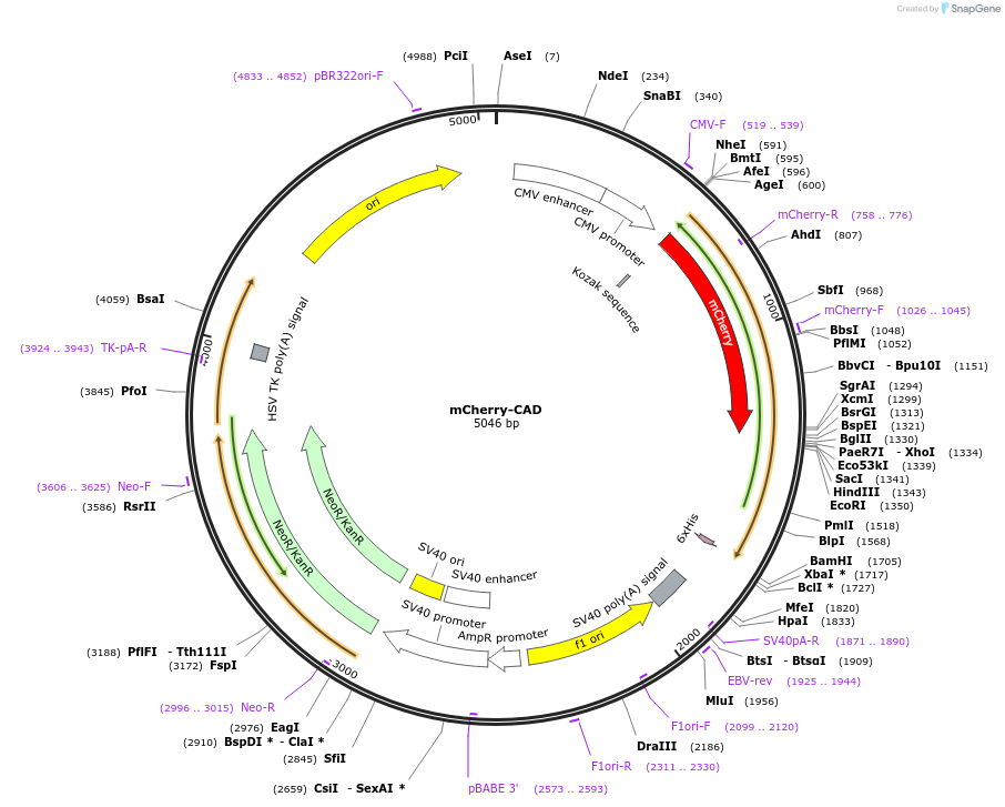 73566-plasmid-map-sequence-id-137397