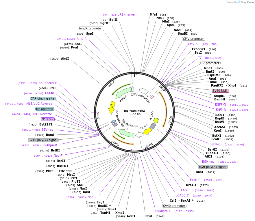 73939-plasmid-map-sequence-id-137407