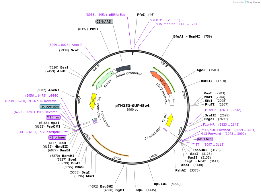 29371-plasmid-map-sequence-id-13741