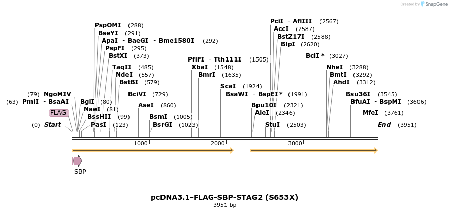 137461_map