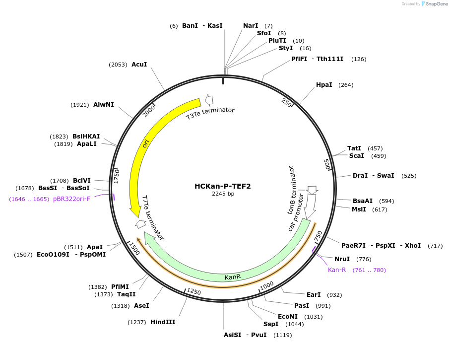 65337-plasmid-map-sequence-id-137465
