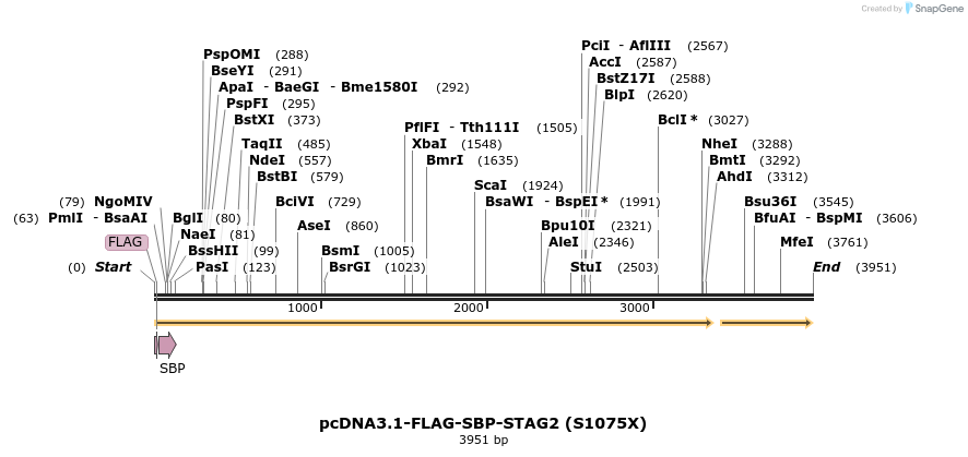 137466_map