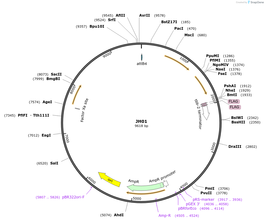 73510-plasmid-map-sequence-id-137474