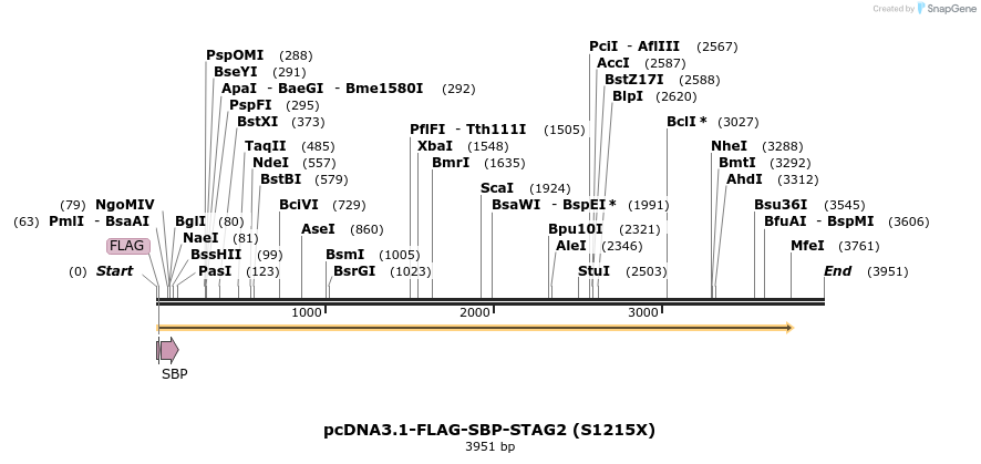 137475_map