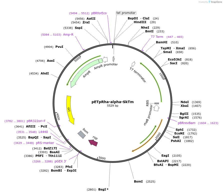 72929-plasmid-map-sequence-id-137518