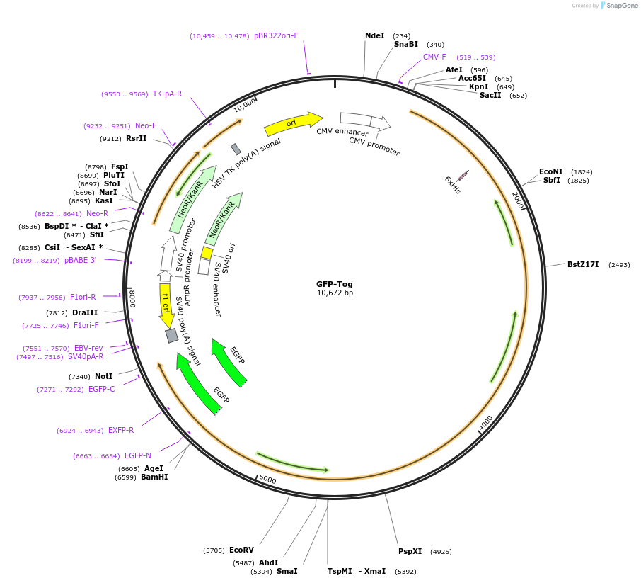 29480-plasmid-map-sequence-id-13752
