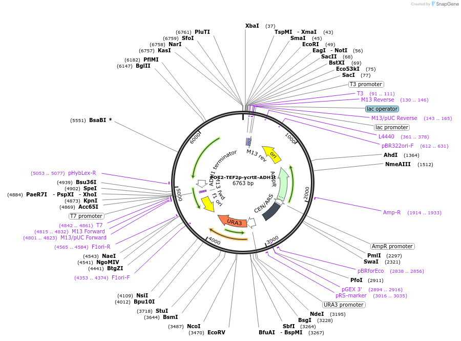 65353-plasmid-map-sequence-id-137531