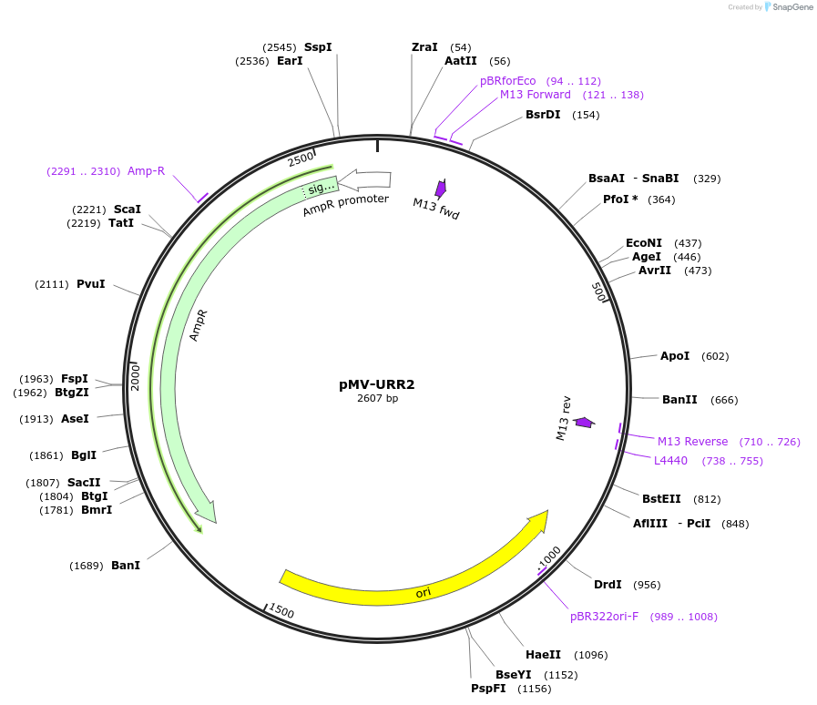 65332-plasmid-map-sequence-id-137535