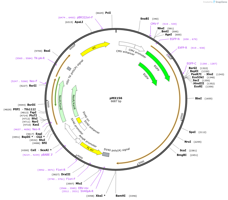 29482-plasmid-map-sequence-id-13754