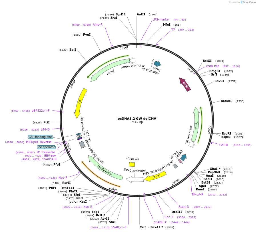 29496-plasmid-map-sequence-id-13755