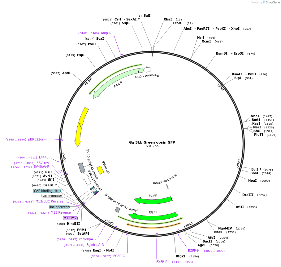 72919-plasmid-map-sequence-id-137561