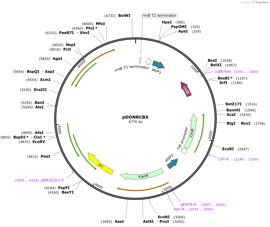 29634-plasmid-map-sequence-id-13758