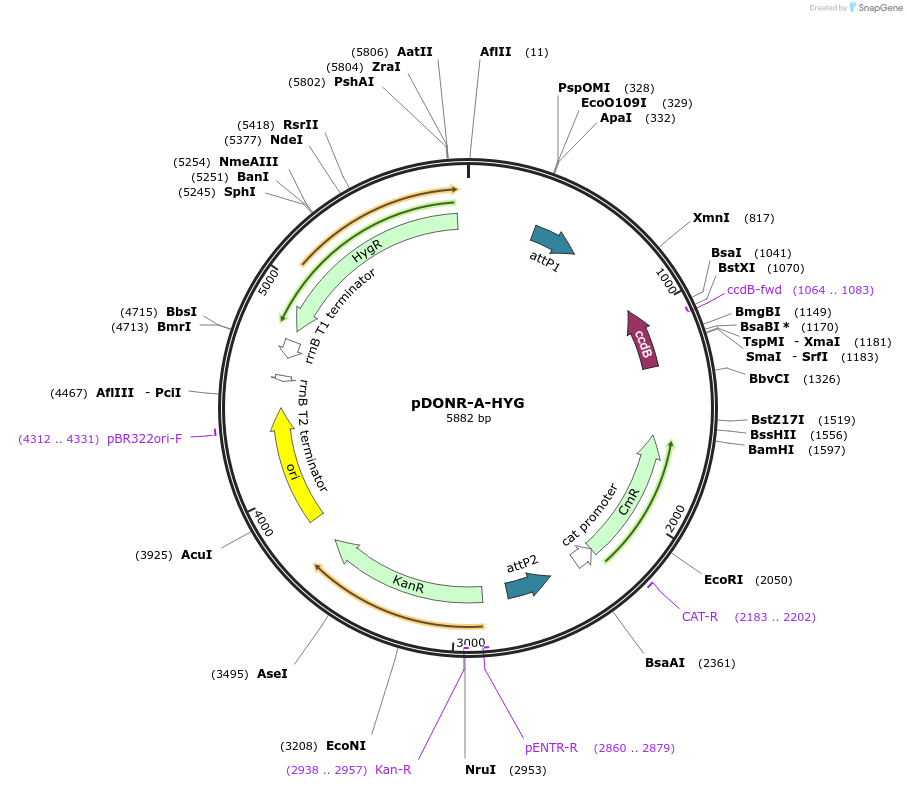 29635-plasmid-map-sequence-id-13759