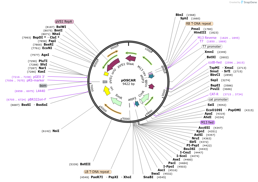 29639-plasmid-map-sequence-id-13760