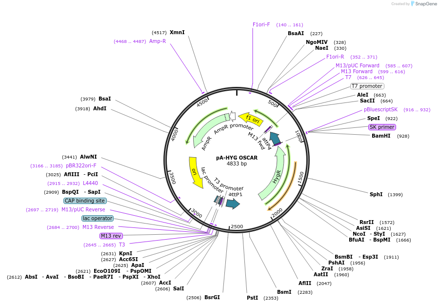 29640-plasmid-map-sequence-id-13761