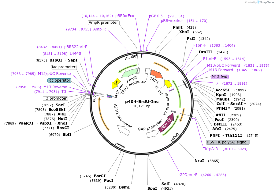 71790-plasmid-map-sequence-id-137614