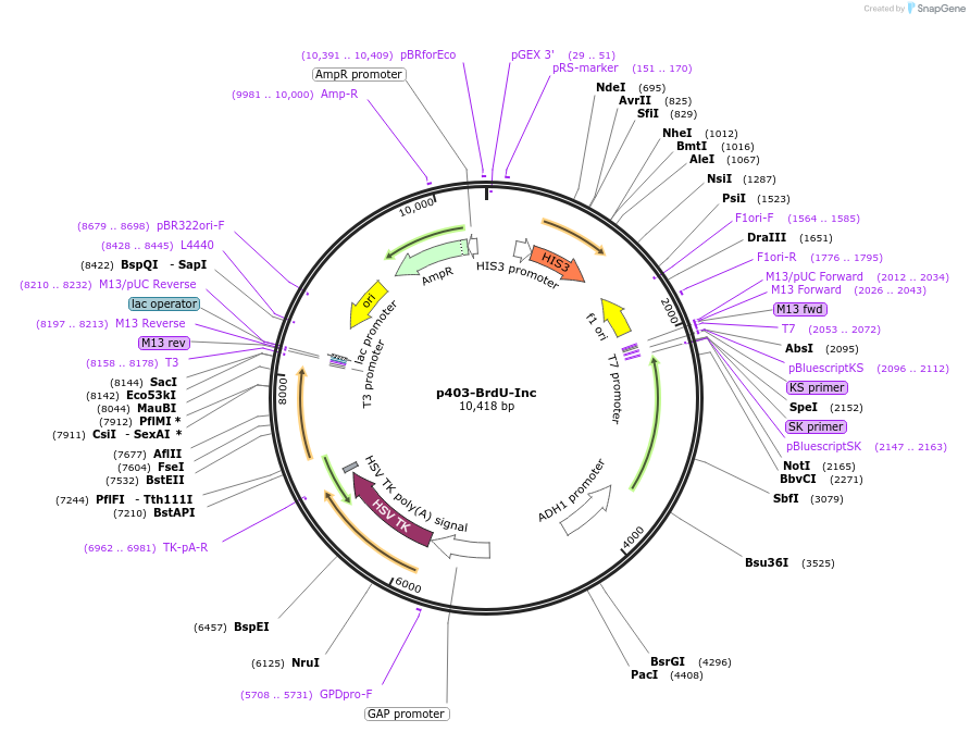 71789-plasmid-map-sequence-id-137615