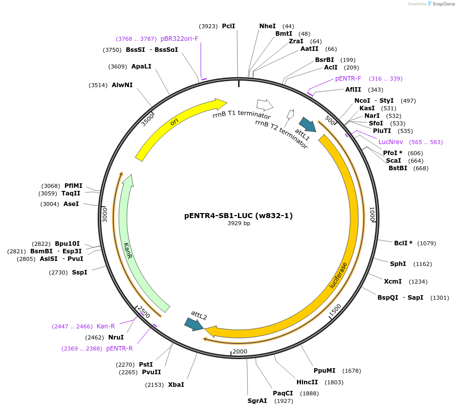 29647-plasmid-map-sequence-id-13762