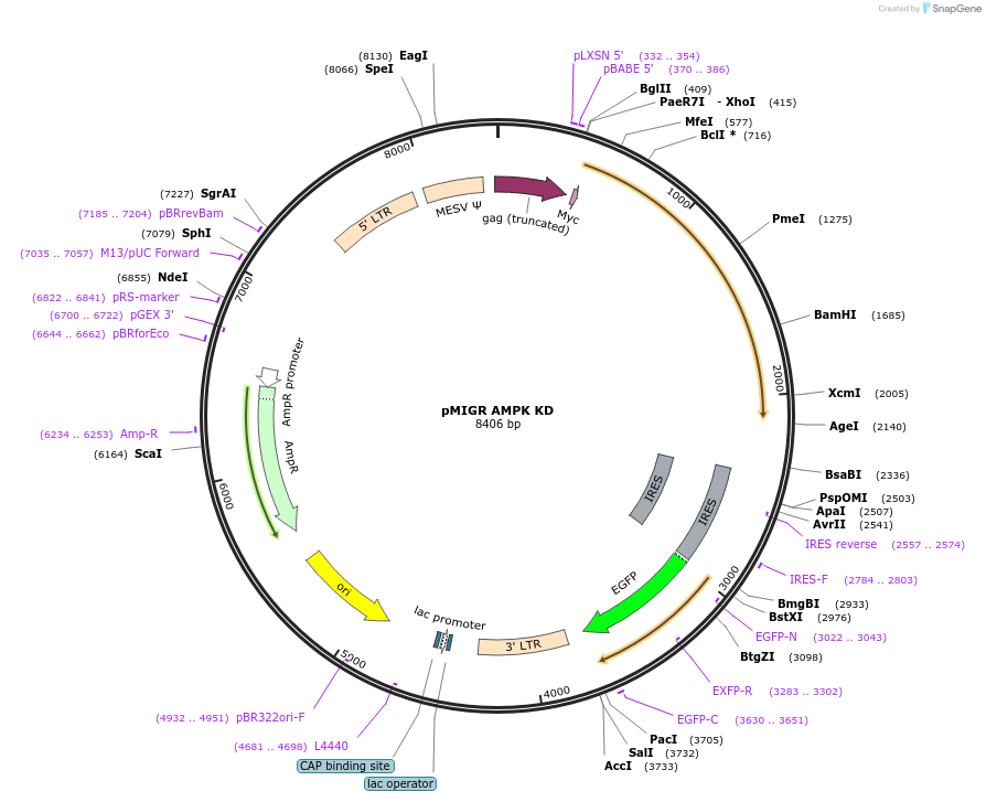 27296-plasmid-map-sequence-id-137644