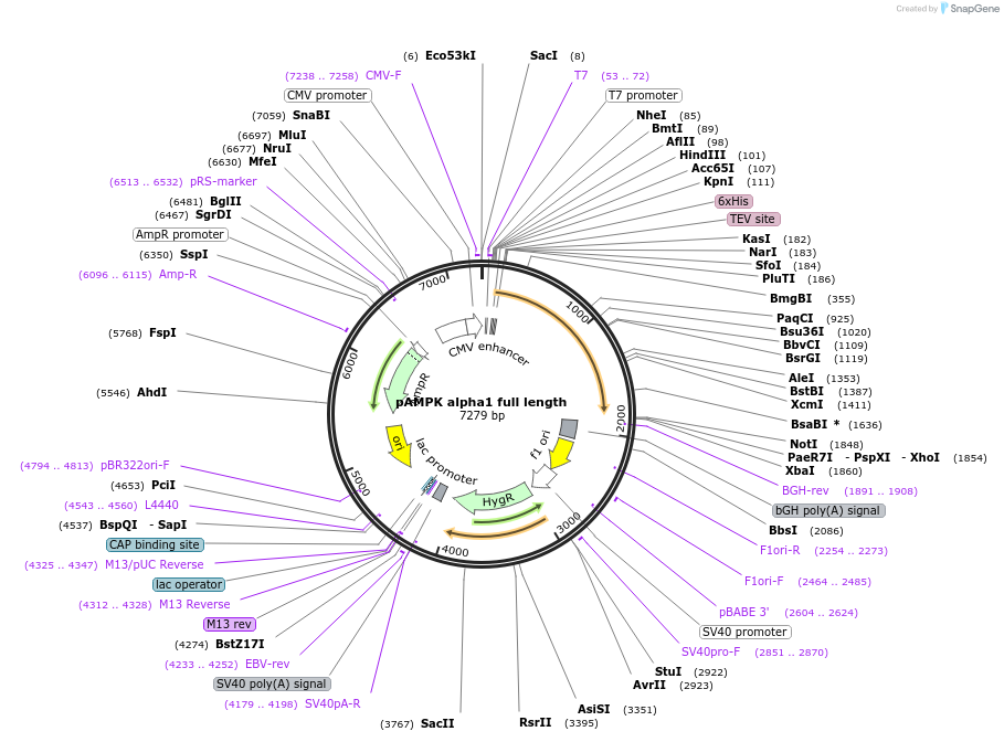 27297-plasmid-map-sequence-id-137647