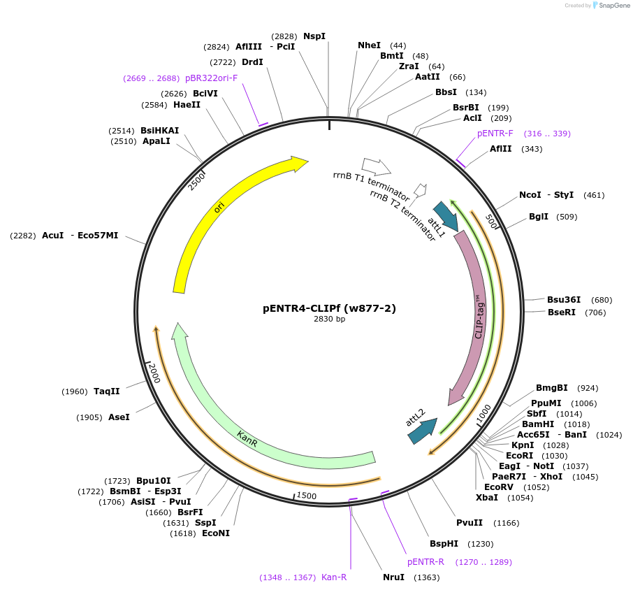 29650-plasmid-map-sequence-id-13765