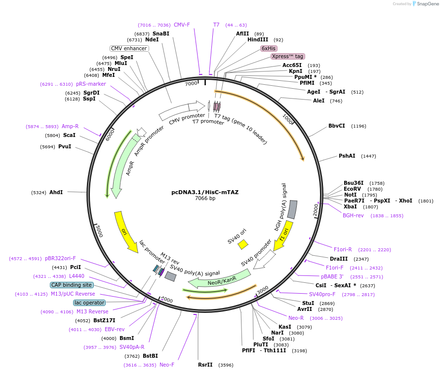 31793-plasmid-map-sequence-id-137655