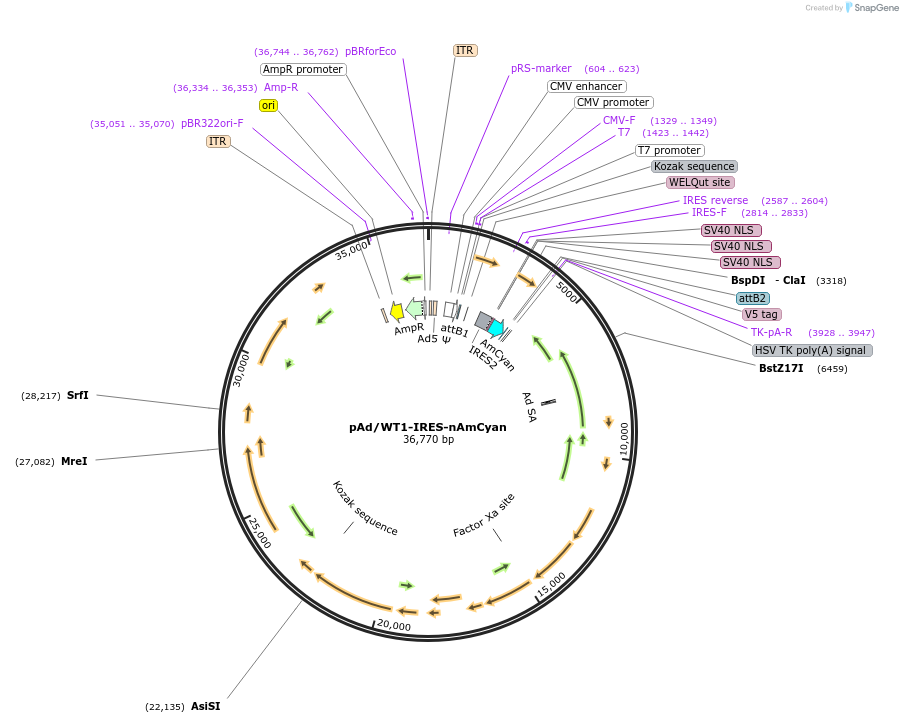 29756-plasmid-map-sequence-id-137669