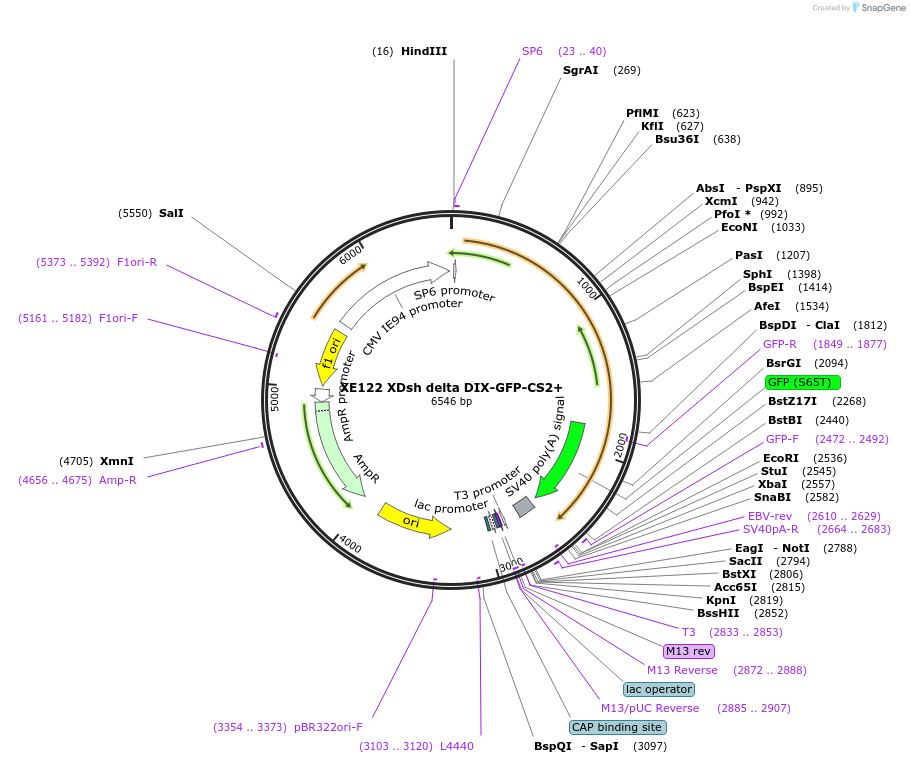 16787-plasmid-map-sequence-id-137675