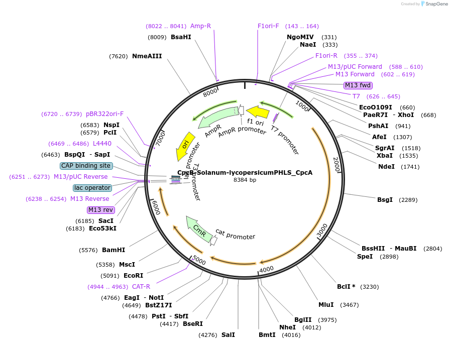 74003-plasmid-map-sequence-id-137701