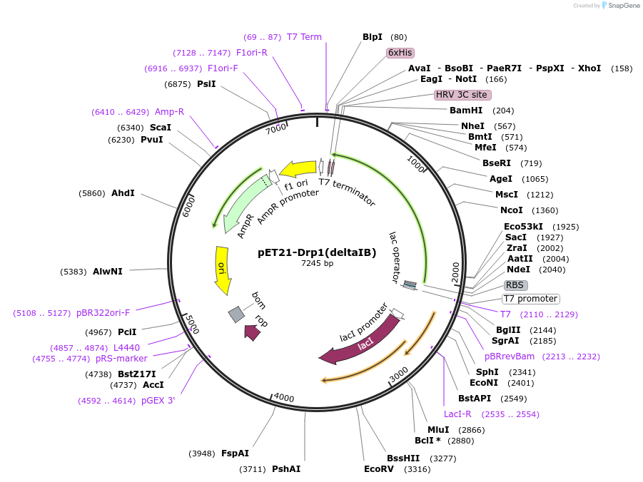 73041-plasmid-map-sequence-id-137704