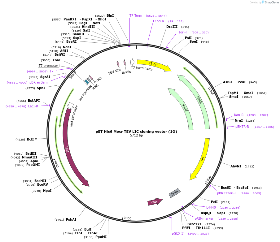 29658-plasmid-map-sequence-id-13773