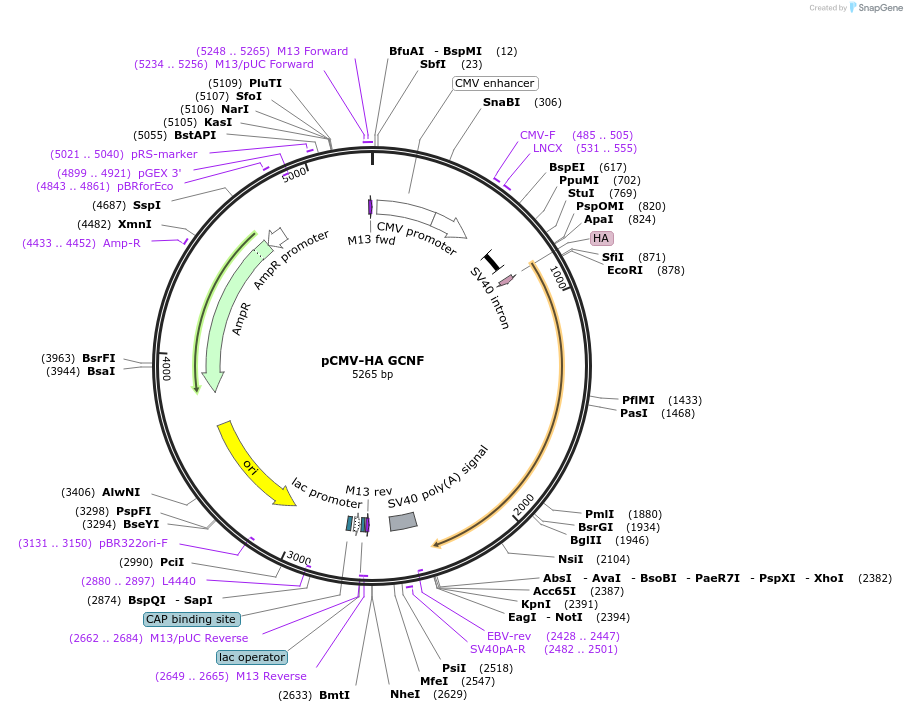 16336-plasmid-map-sequence-id-137732