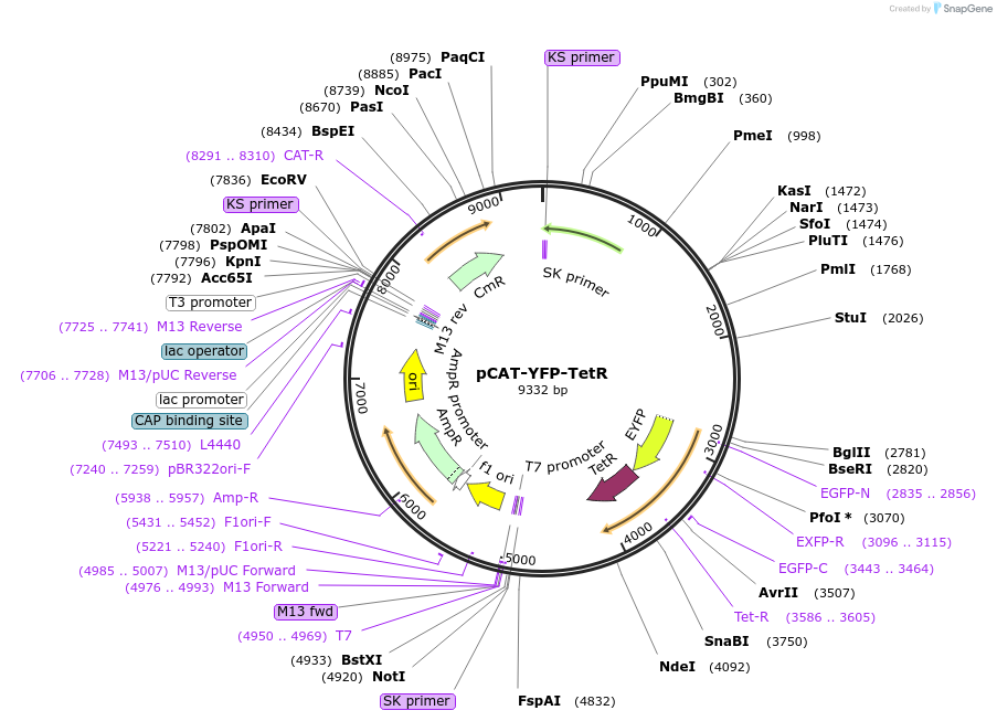59018-plasmid-map-sequence-id-137741