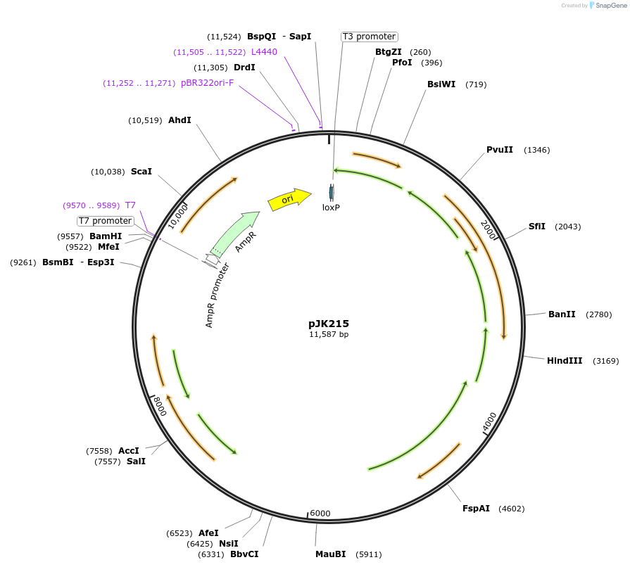 72427-plasmid-map-sequence-id-137744