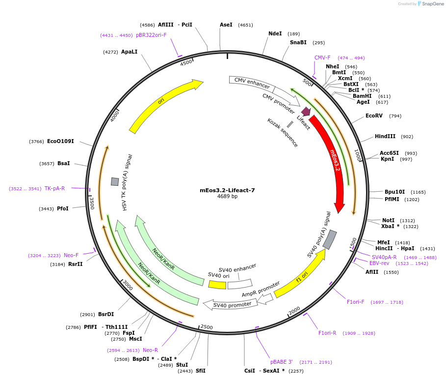 54696-plasmid-map-sequence-id-137746